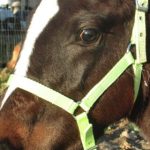 HALTER NYLON FOAL + LEAD