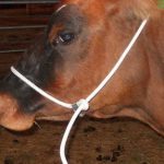 HALTER SHIPPING ROPE