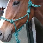 ROPE HALTER + LEAD