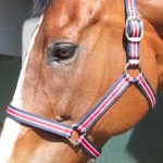 HALTER SOLO + CLIP