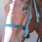 BRIDLE WEB + SNAFFLE